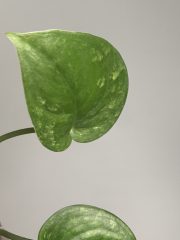 IMG_3773.jpeg