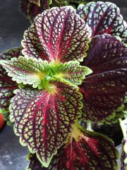 20250609_170231.jpg