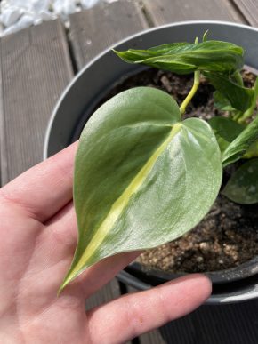 Set Philodendron rio, Shangrila a scindapsus pictus