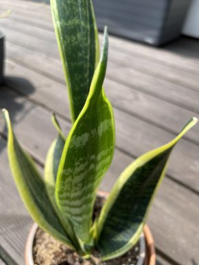Sansevieria futura superba