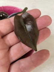 IMG_4799.jpeg
