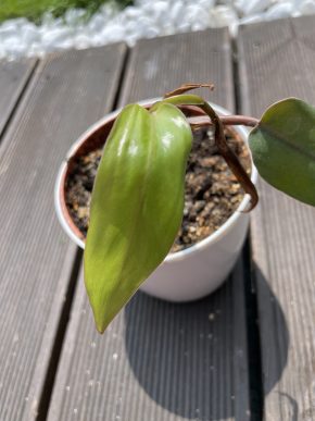 Philodendron red emerald