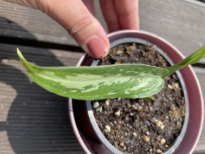 Aglaonema