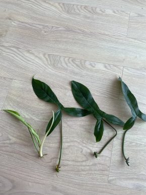 Philodendron "69686" řízek k zakořenění