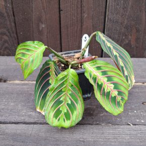 Maranta leuconeura fascinator 3 vel.S