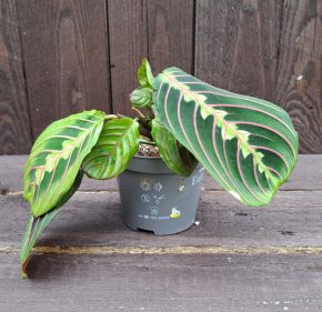 Maranta leuconeura fascinator 4 vel.M