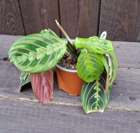 Maranta leuconeura fascinator 5 vel.M