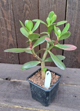 Crassula ovata (tlustice) 1