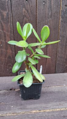 Crassula ovata (tlustice) 2
