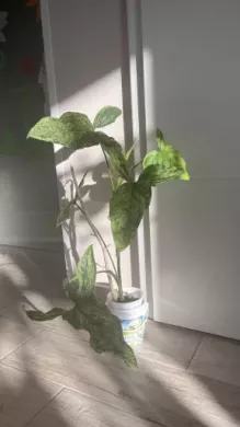 Syngonium Mojito
