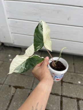 Syngonium Albo