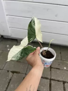 Syngonium Albo