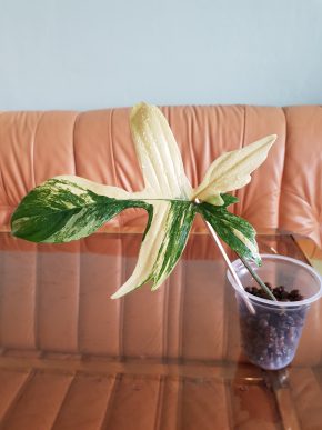 Philodendron Florida Beauty - již zakořeněný řízek