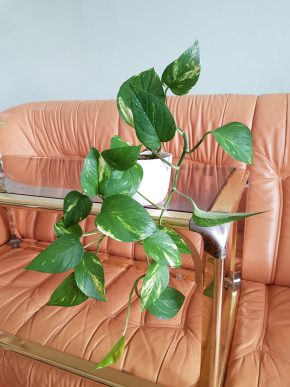 Epipremnum Aureum