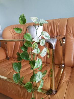 Epipremnum Marble QUEEN/ SNOW QUEEN  + Epipremnum Marble