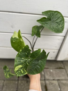 Syngonium splash