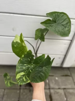Syngonium splash