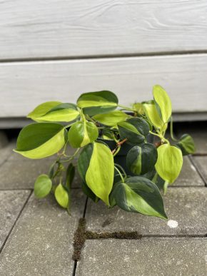 Philodendron Brasil