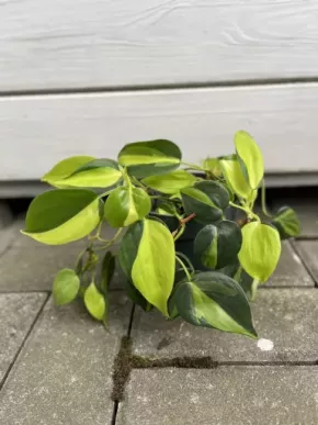 Philodendron Brasil