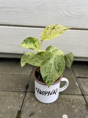 Epi Marble queen snow