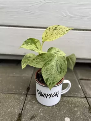 Epi Marble queen snow