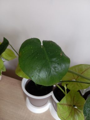 Monstera deliciosa