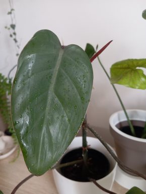 Philodendron Red Emerald