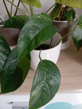 Epipremnum albovariegata