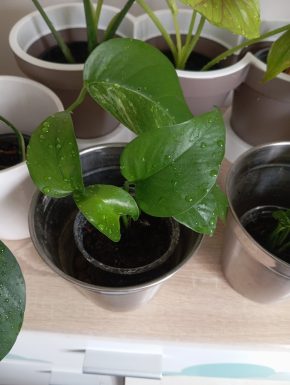 Epipremnum Marble Queen revert