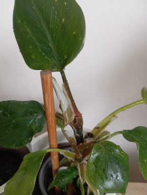 Philodendron White Knight