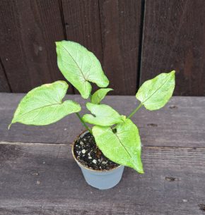 Syngonium aom manee