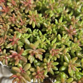 Sedum Rubens