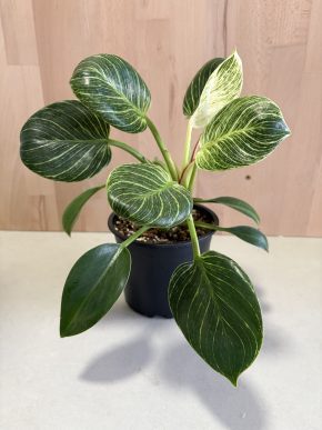 Philodendron Birkin
