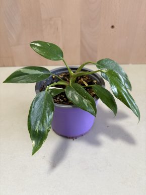 Philodendron White Princess