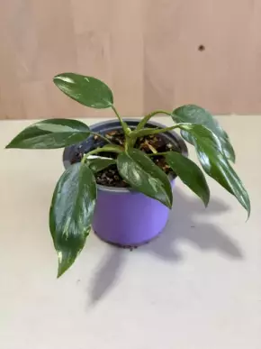 Philodendron White Princess