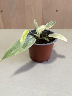 Philodendron Florida Ghost
