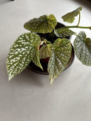 Begonia Snowcup