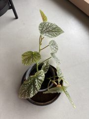 IMG_3605.jpeg