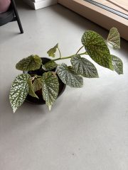 IMG_3603.jpeg