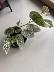 IMG_3606.jpeg