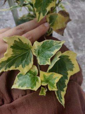 Hedera helix 'Goldchild' - břečťan