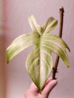 Philodendron Florida Ghost – řízek na prodej