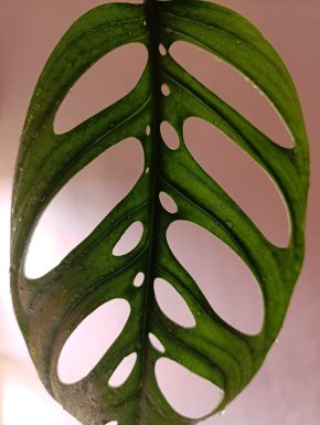 Monstera Esqueleto – řízek na prodej