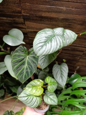 Philodendron Sodiroi – zakořeněná rostlina na prodej