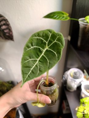 Alocasia Watsoniana – mladá rostlina na prodej