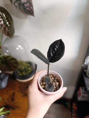 Zamioculcas zamiifolia 'Black Raven' – mladá rostlina na prodej