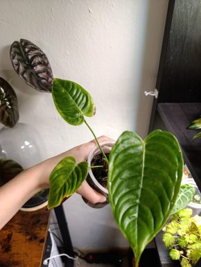 Anthurium veitchii – větší mladá rostlina na prodej