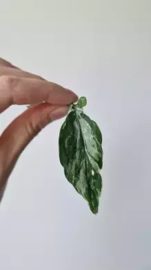 Epipremnum Merapi