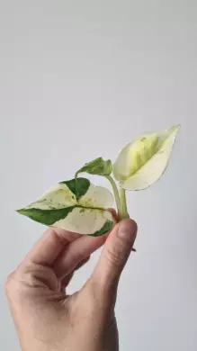 Epipremnum Japanese Global