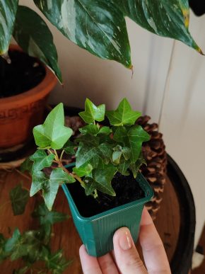 Břečťan popínavý - Hedera helix